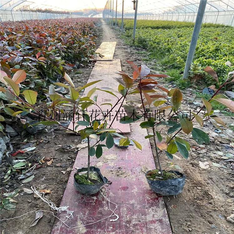 红叶石楠杯苗    红叶石楠价格   红叶石楠