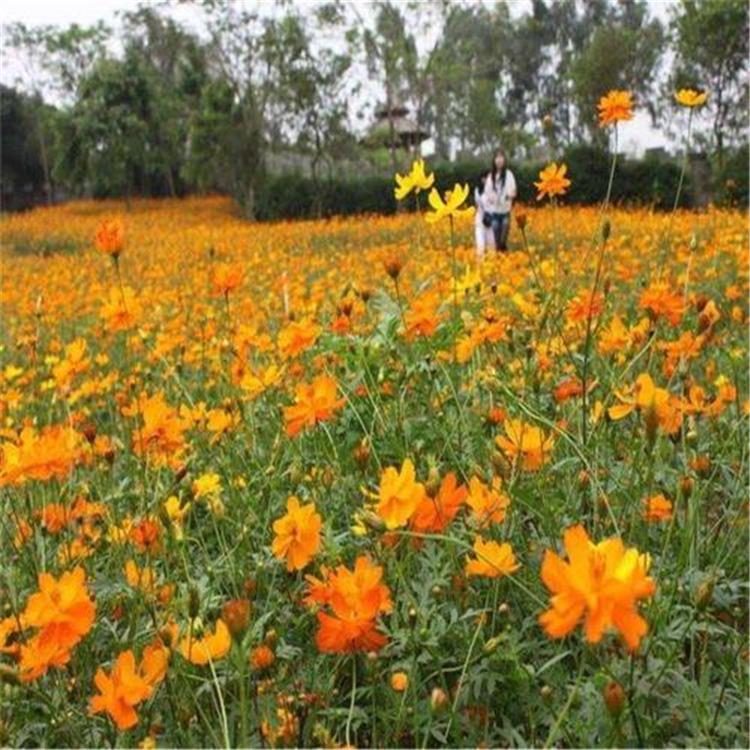 大量供应 硫华菊种子 硫华菊种子价格