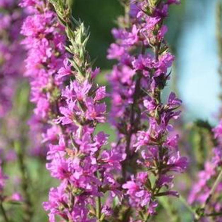 千屈菜价格 山东千屈菜 价格从优