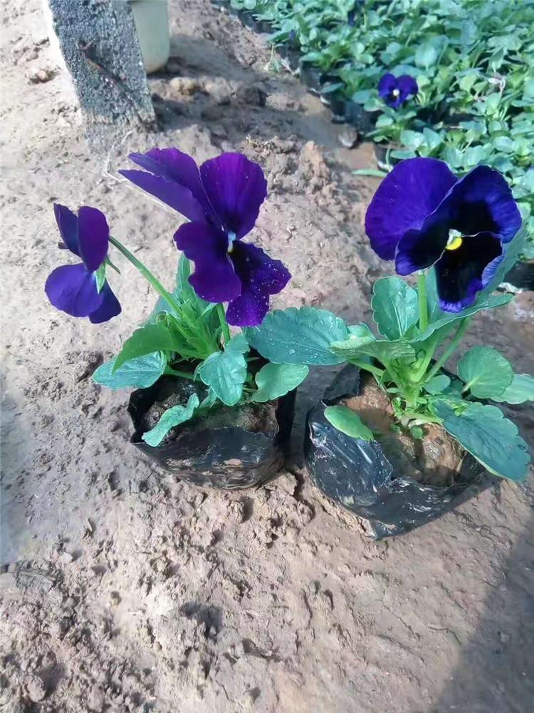 三色堇杯苗批发 山东三色堇杯苗