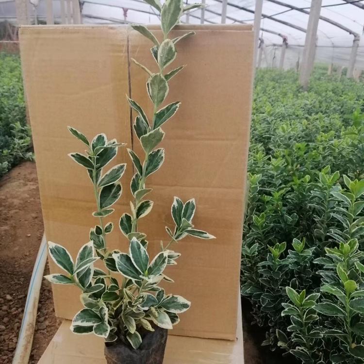 青州金边黄杨  金边冬青  大量供应  青州晶伟园林绿化