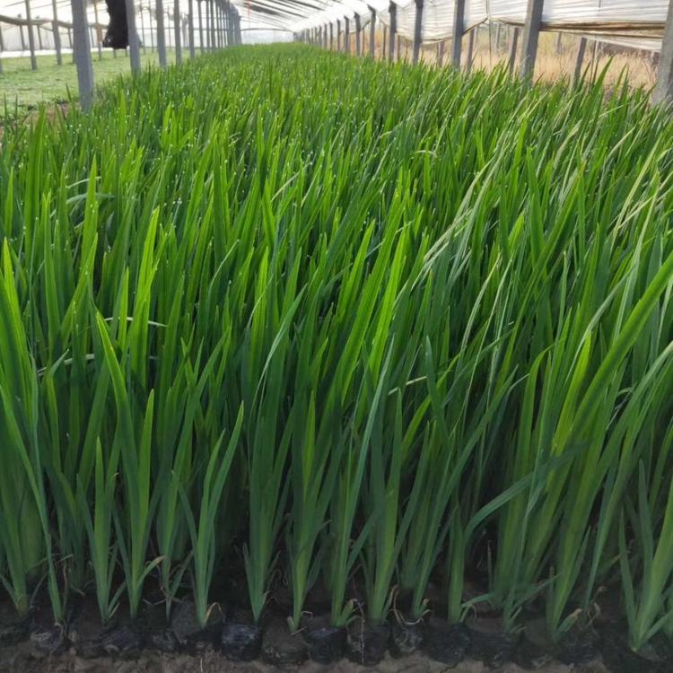 水生植物黄菖蒲水生鸢尾  青州雅林苗木基地直供