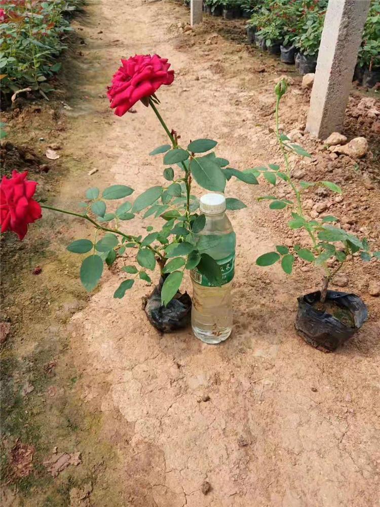 苗圃供应现货 红帽月季小苗批发商 青州红帽月季小苗