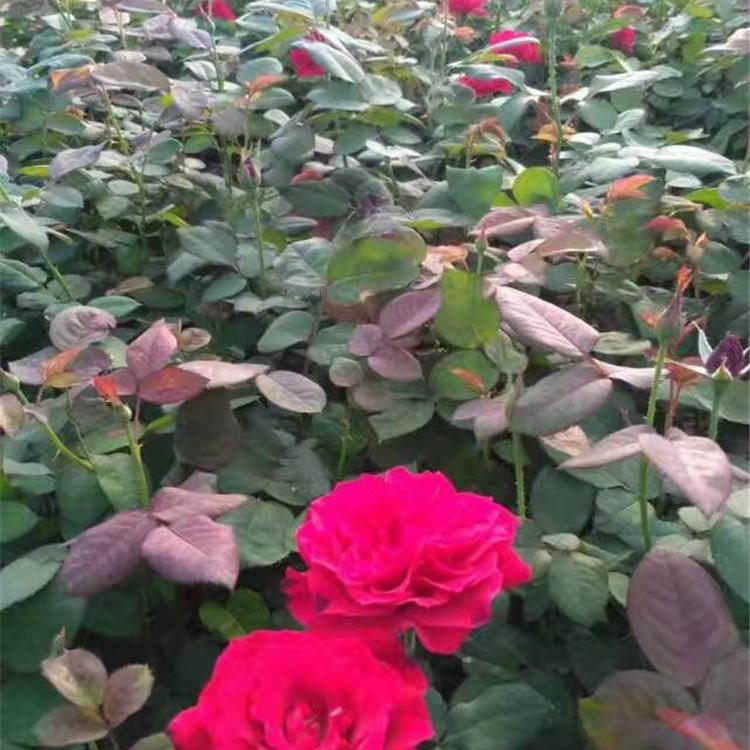 苗圃供应现货 红帽月季小苗种植基地 山东红帽月季小苗
