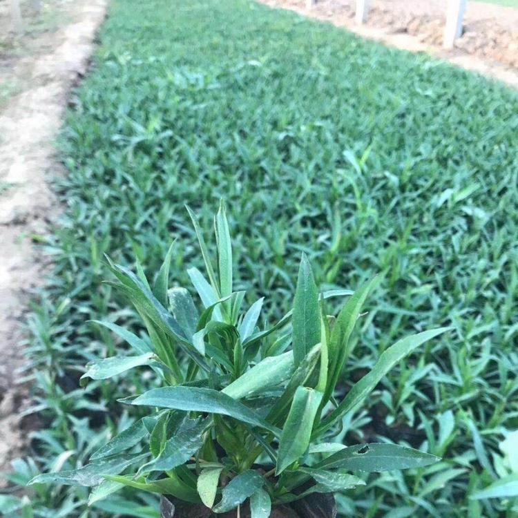 荷兰菊批发直销基地 青州大量供应 时令草花