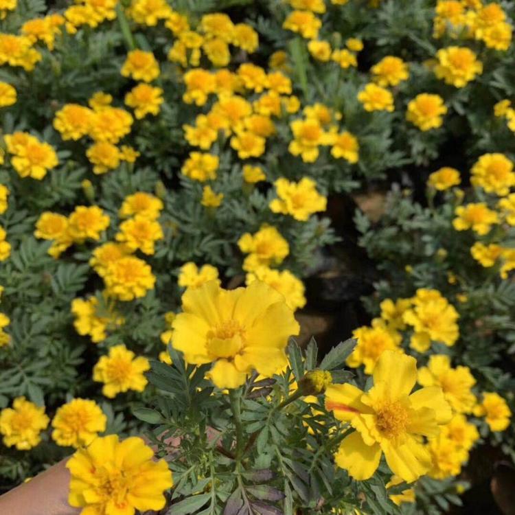 优质孔雀草批发基地  常年大量供应  质美价廉