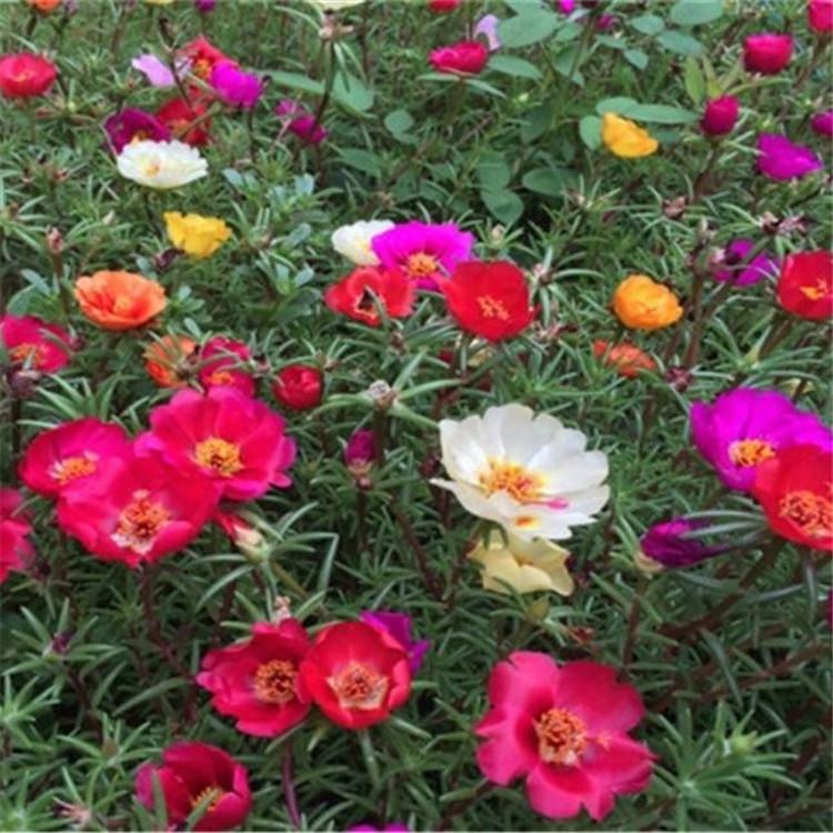 半枝莲批发价格  半枝莲种植基地 青州半枝莲培育