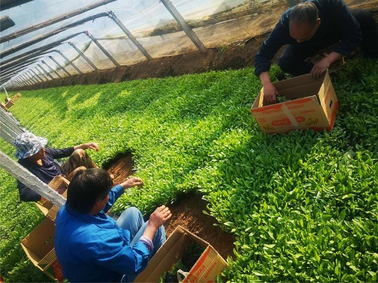 苗圃供应 青州金鸡菊小苗 金鸡菊小苗报价
