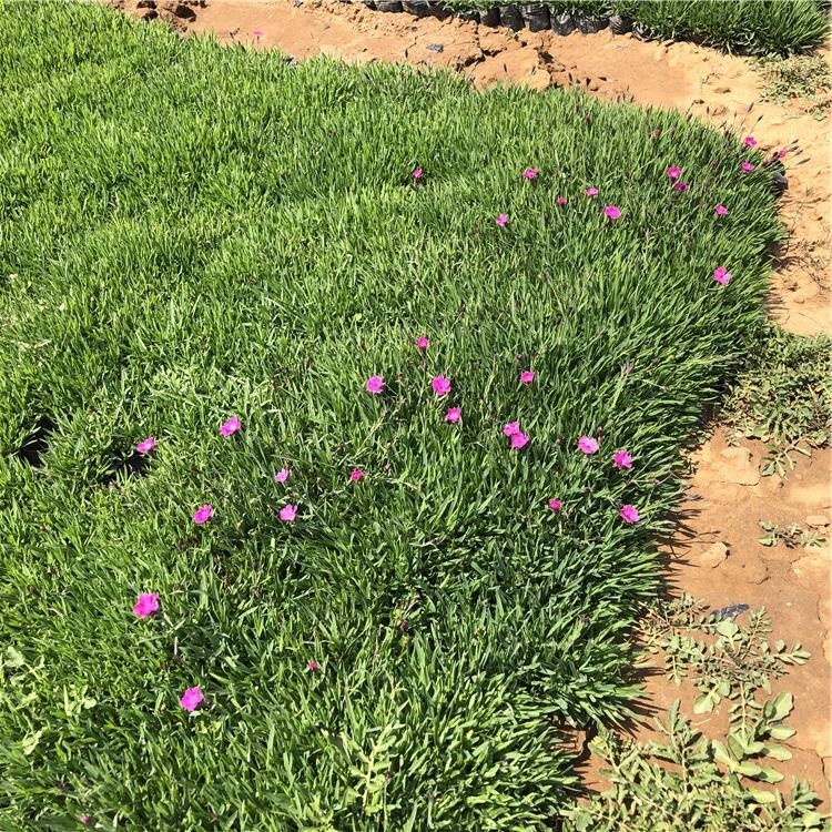 花海用苗 欧石竹小苗价格 山东欧石竹小苗