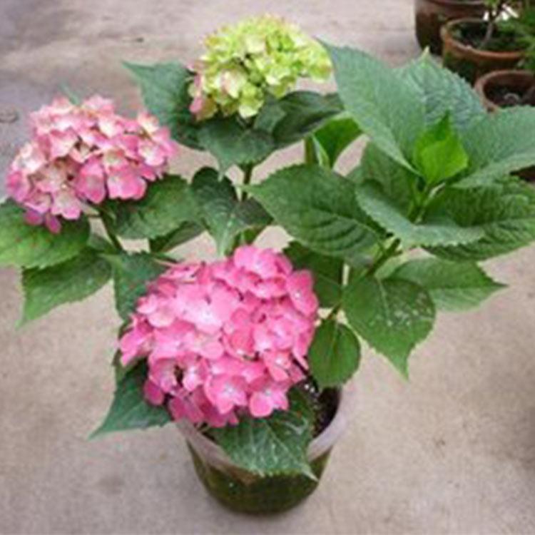 八仙花 山东八仙花盆栽批发 庭院观赏花卉 万启花卉苗木