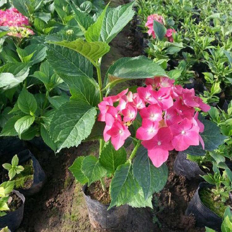 山东八仙花小苗 现货供应 八仙花小苗价格
