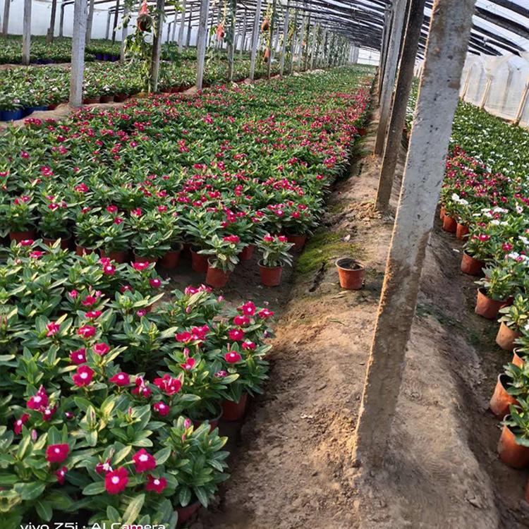 基地出售长春花_天天开 青州观花植物培育基地