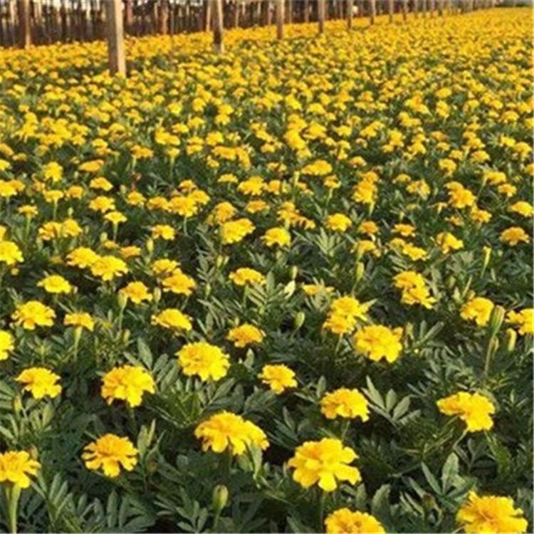 孔雀草批发商  孔雀草价格  基地直销孔雀草