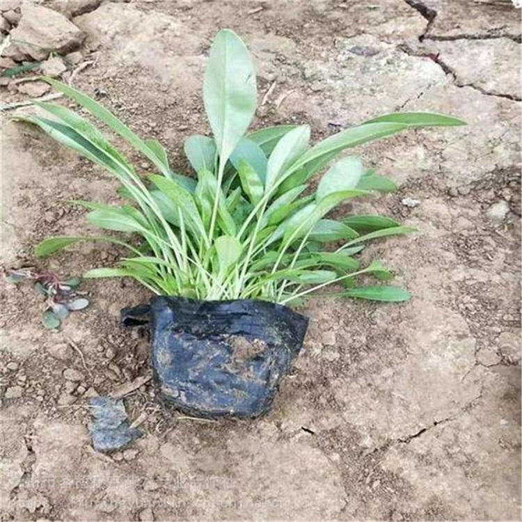 基地直销 金鸡菊小苗 金鸡菊种植基地