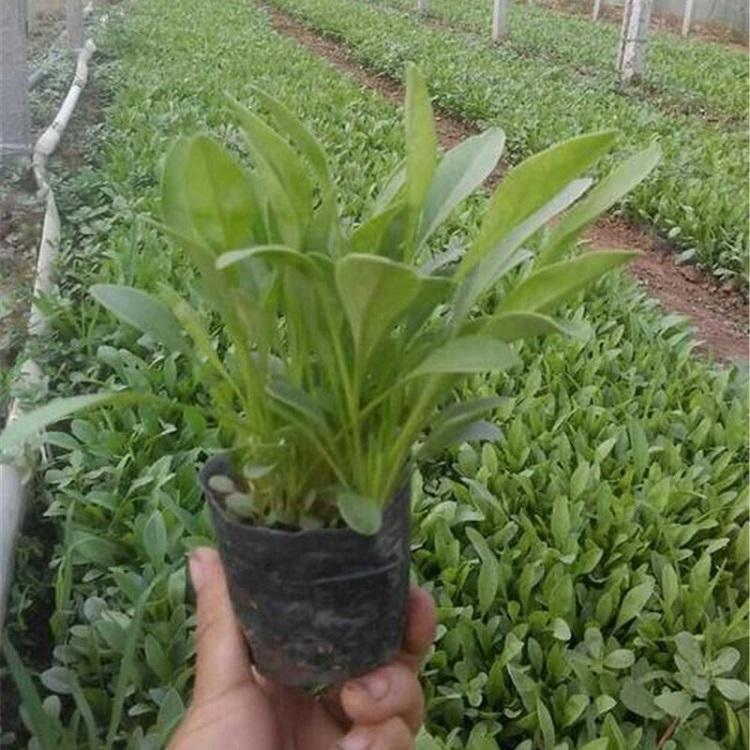 金鸡菊 订购报价金鸡菊供应商