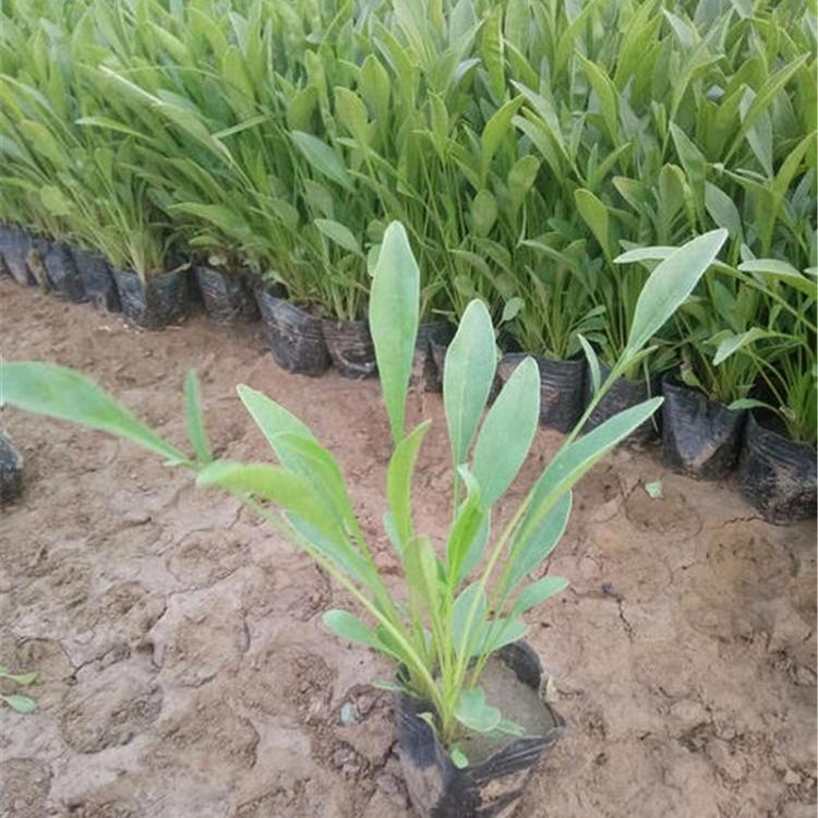 金鸡菊 山东金鸡菊价格 苗圃基地批发