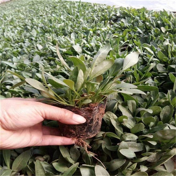 金鸡菊供应商 宿根草花基地 青州金鸡菊