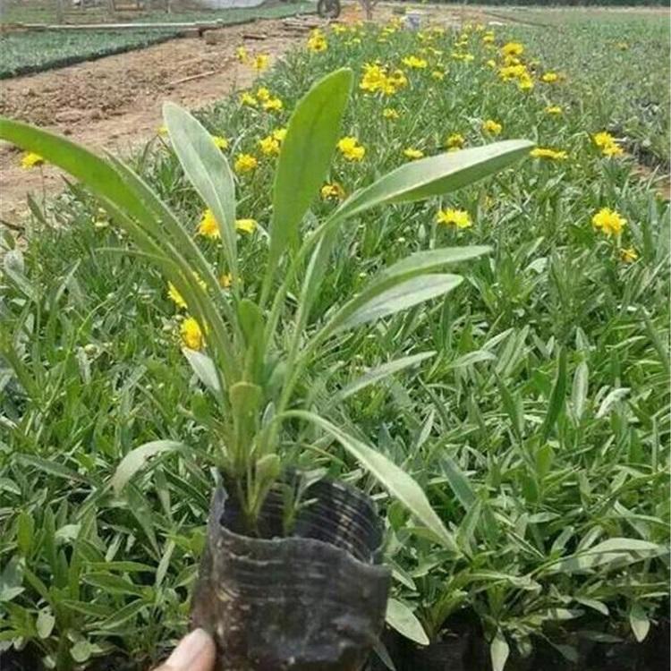 青州金鸡菊 麦田花卉 金鸡菊种植基地