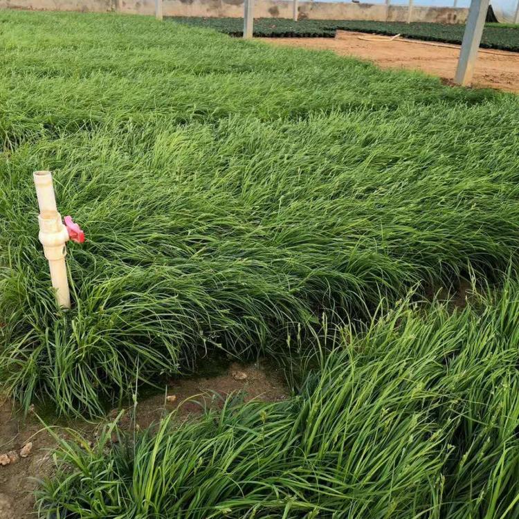 宿根草花青绿苔草苗 山东青州青绿苔草种植基地