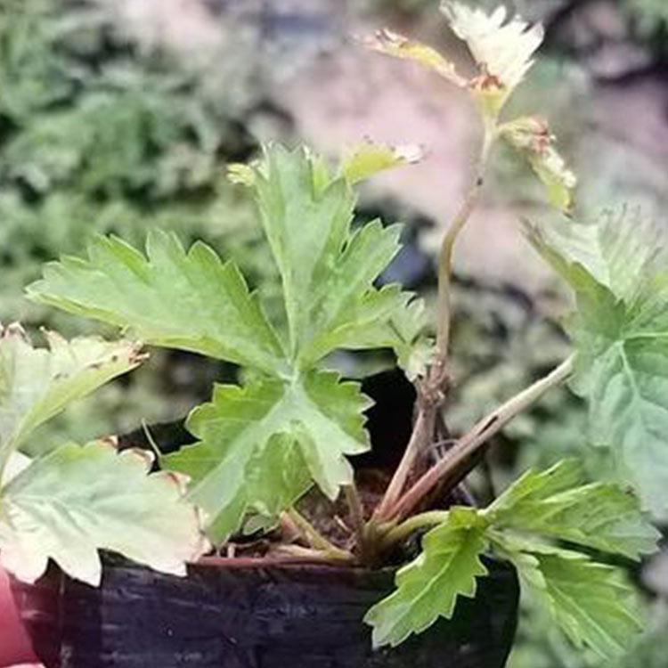 山东三叶委陵菜 大量批发 三叶委陵菜销售