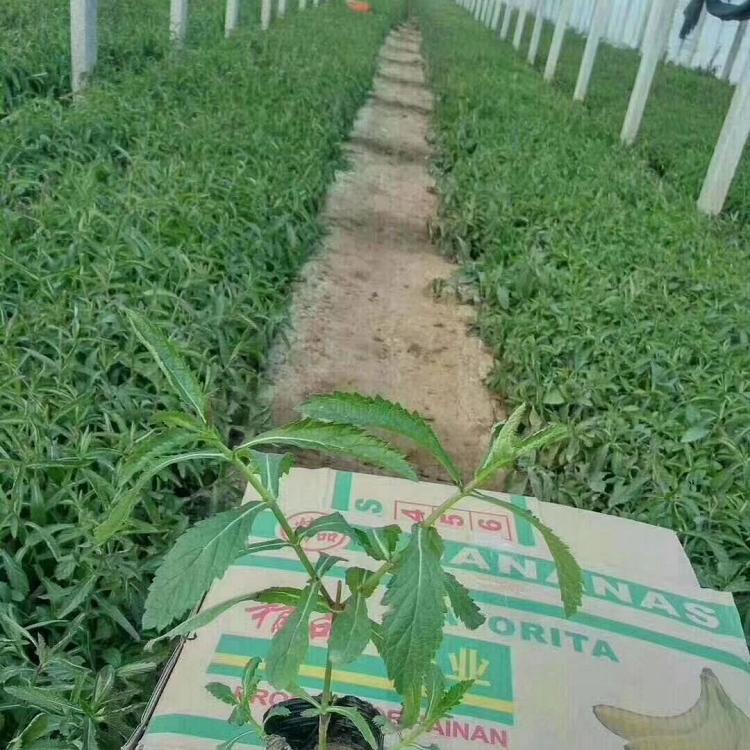 量大优惠 马鞭草小苗行情 山东马鞭草小苗
