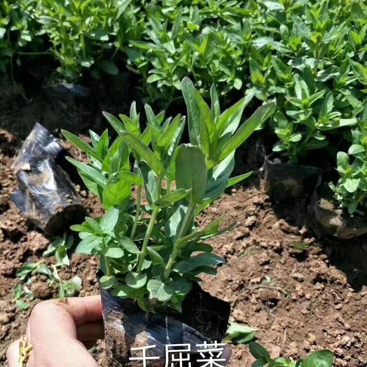 千屈菜报价 山东千屈菜苗圃供应
