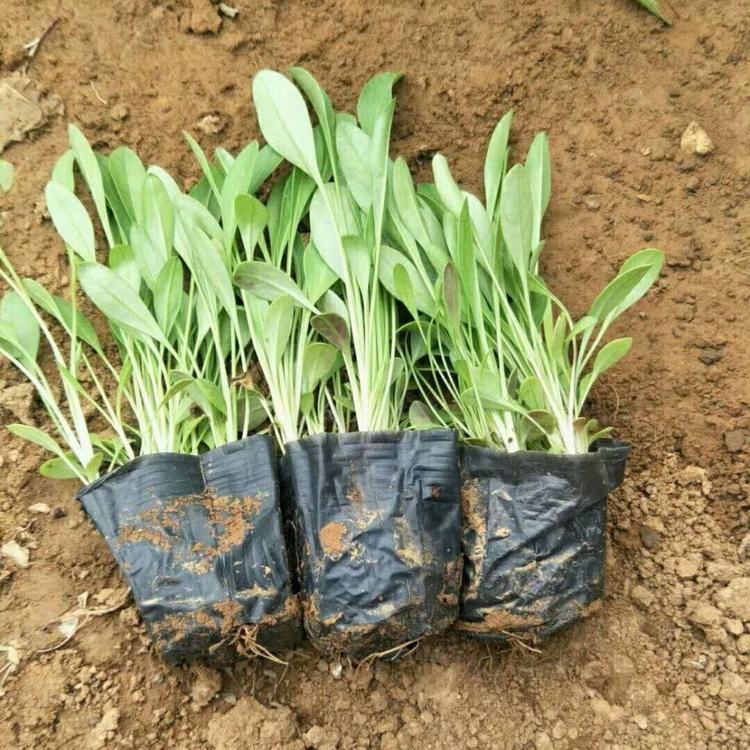 金鸡菊 大量供应金鸡菊   青州晶伟园林绿化
