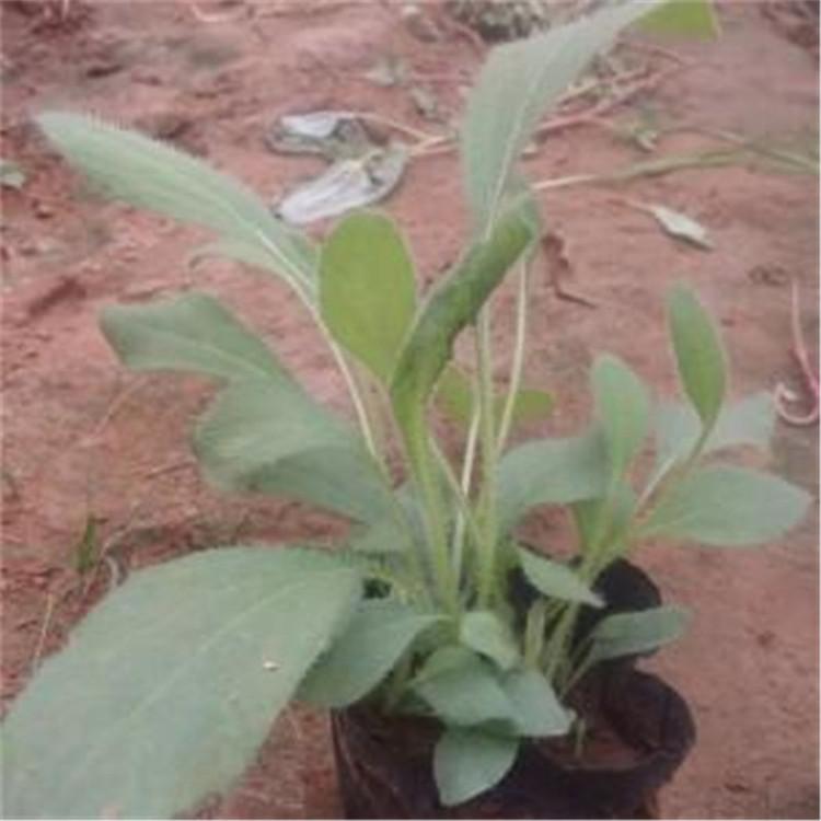 基地供应 黑心菊苗行情 青州黑心菊苗