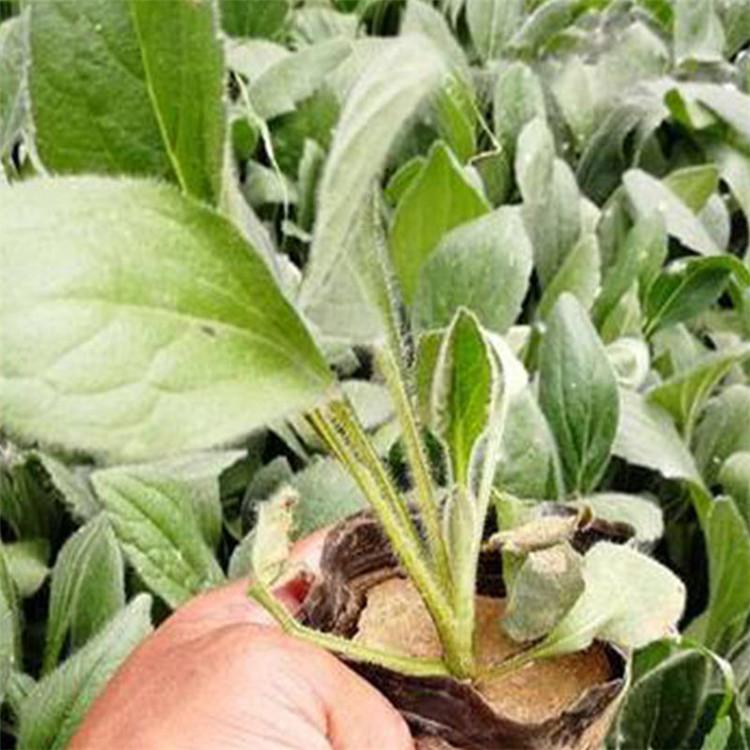 黑心菊 价格从优 山东黑心菊直销