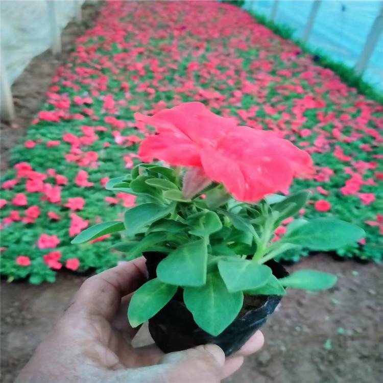 丽水矮牵牛成活率高 垂吊矮牵牛品种齐全-双科花卉