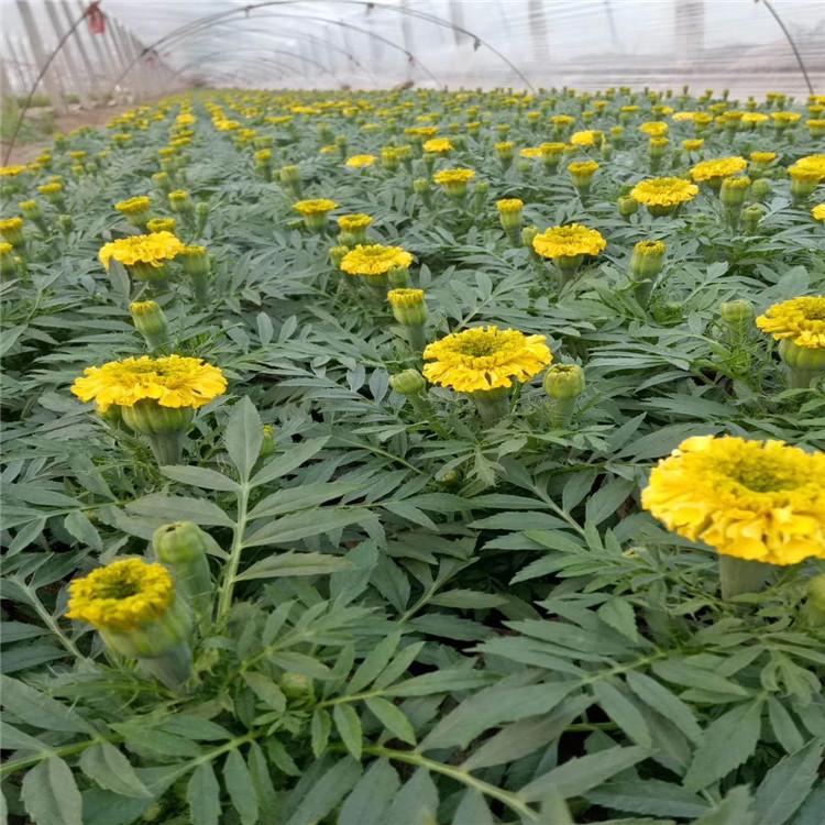眉山万寿菊批发零售 万寿菊花海用苗-双科花卉