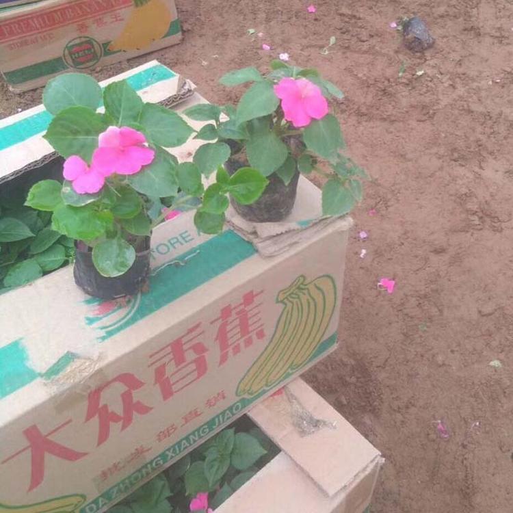 非洲凤仙花