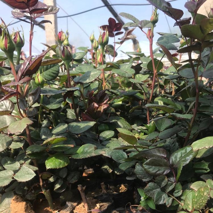 多色大花月季基地  品种月季批发青州月季