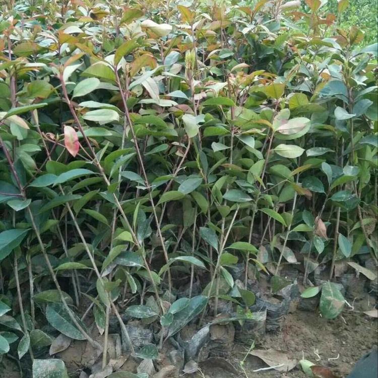 火焰红叶石楠直销   青州红叶石楠价格种植基地