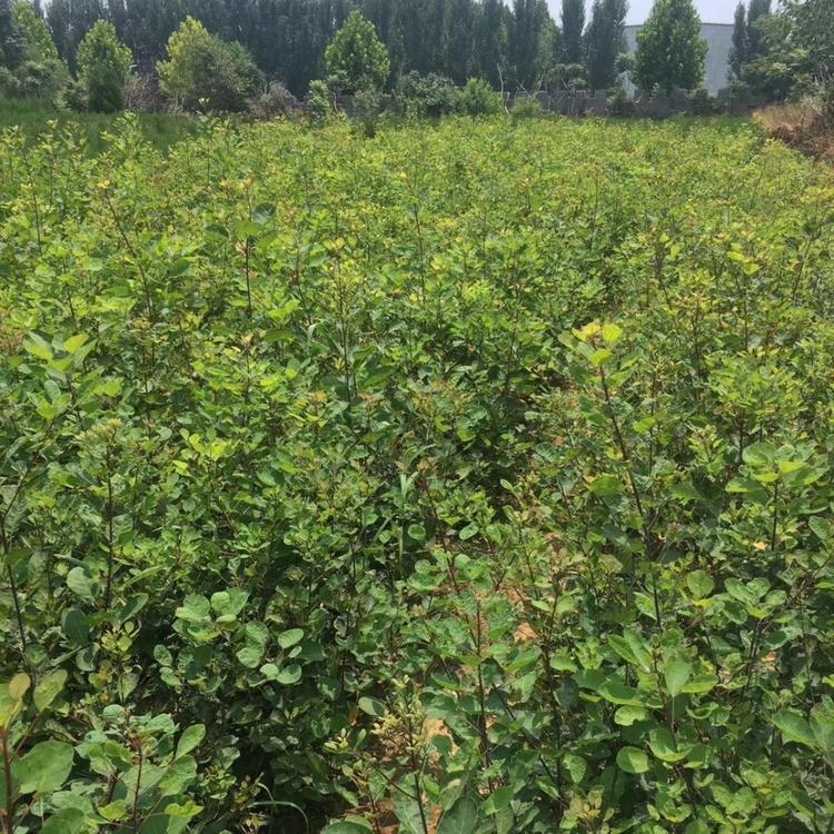 青州黄栌基地直销  黄栌批发