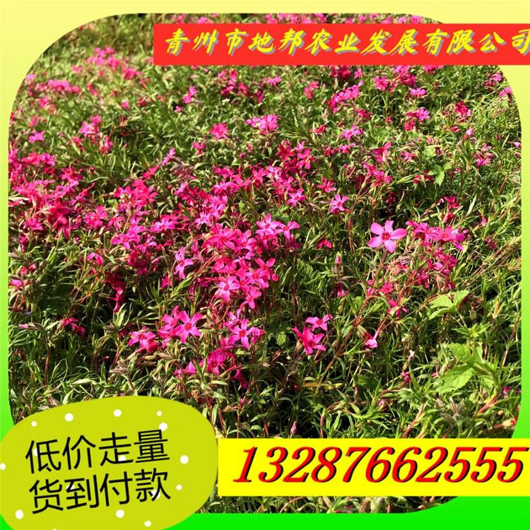 天津芝樱芝樱花海基地