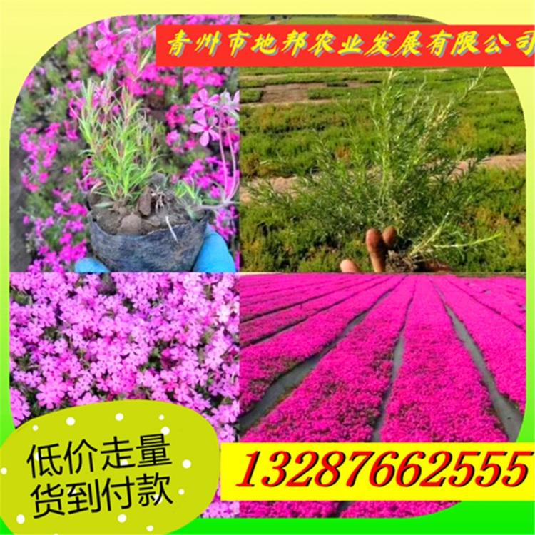 价格从优芝樱杯苗 青州芝樱批发价格