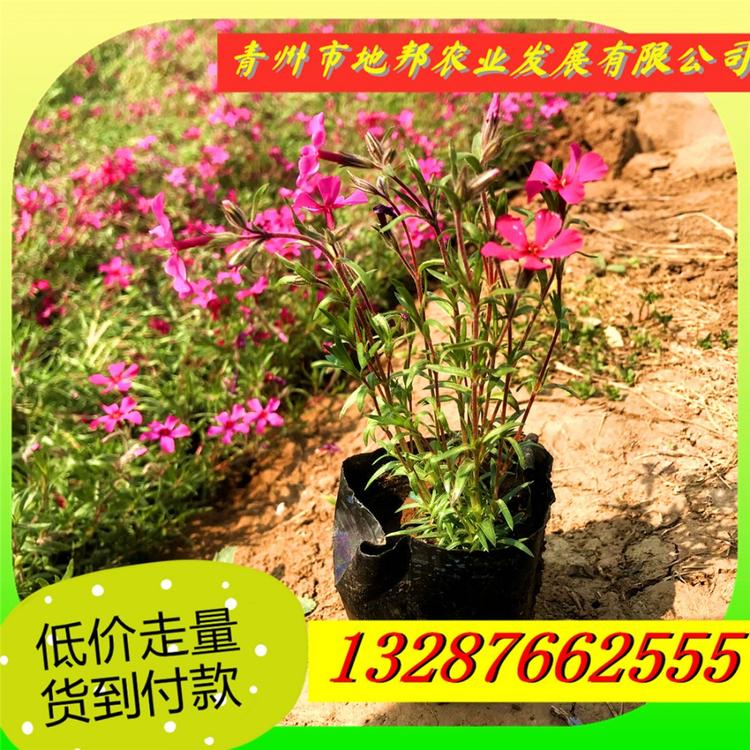芝樱花海 青州芝樱批发价格 量大优惠芝樱花海