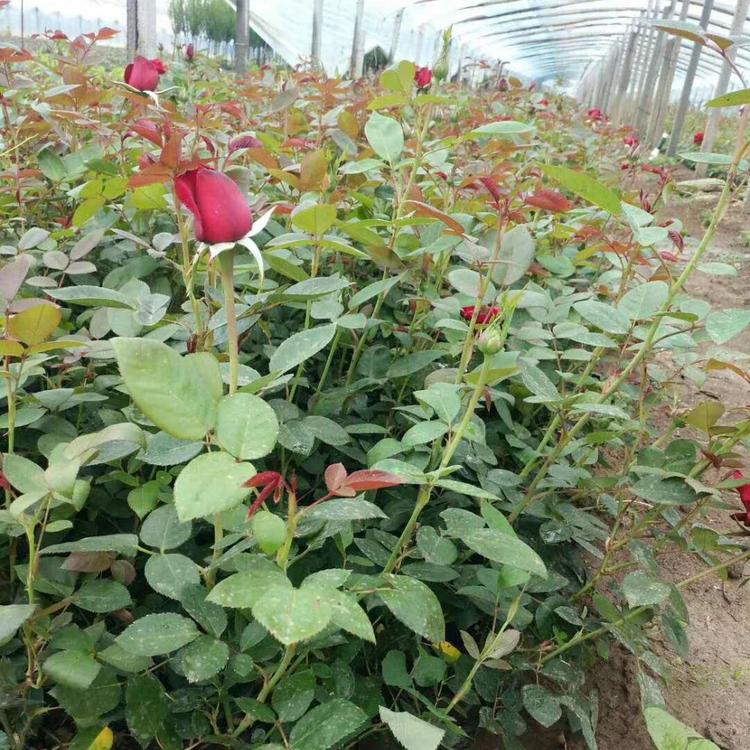大花月季 月季苗 大花月季批发   青州晶伟园林绿化