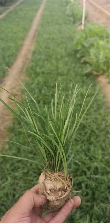 麦冬草基地直供  麦冬草价格 麦冬草批发