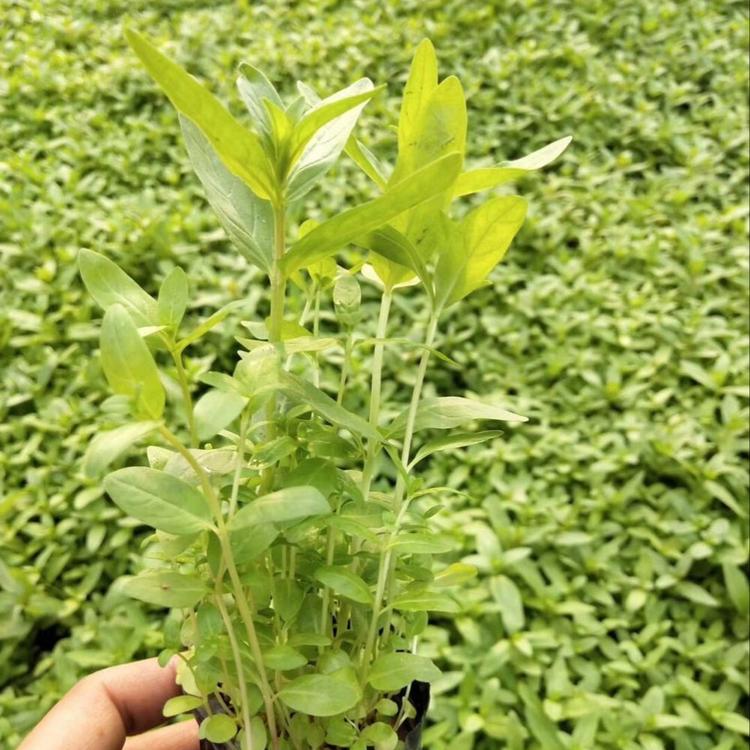 千屈菜  雅林千屈菜基地直供  千屈菜价格  批发  青州草花千屈菜