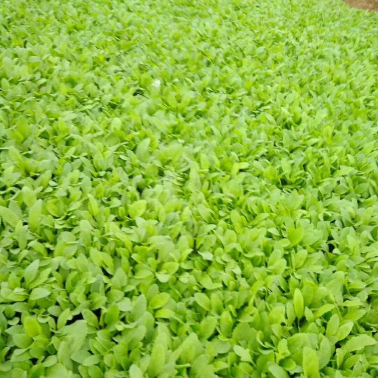 地被鼠尾草   青州市晶伟园林绿化