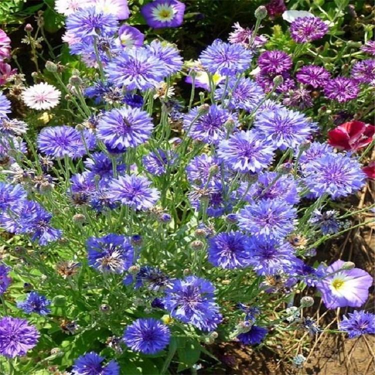 矢车菊价格