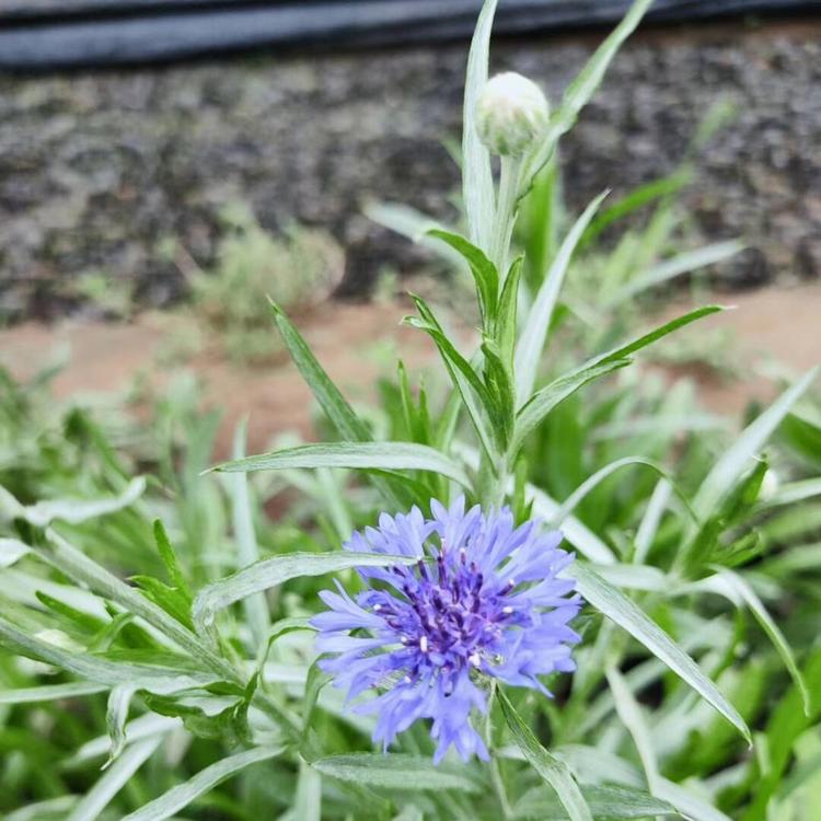 矢车菊