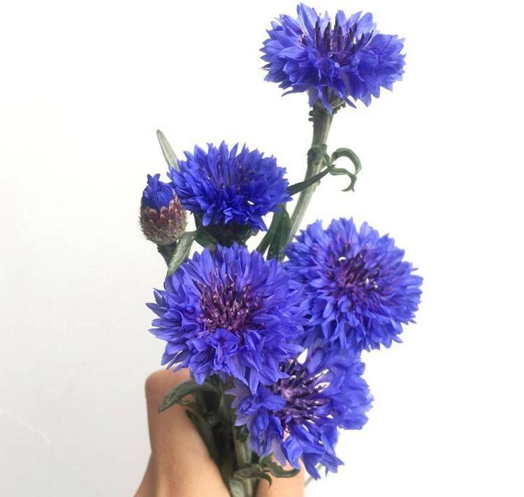 批发矢车菊种子-矢车菊种子价格