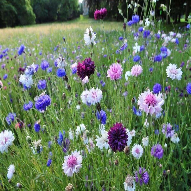 青州供应矢车菊种子 矢车菊 顺和专注花海打造