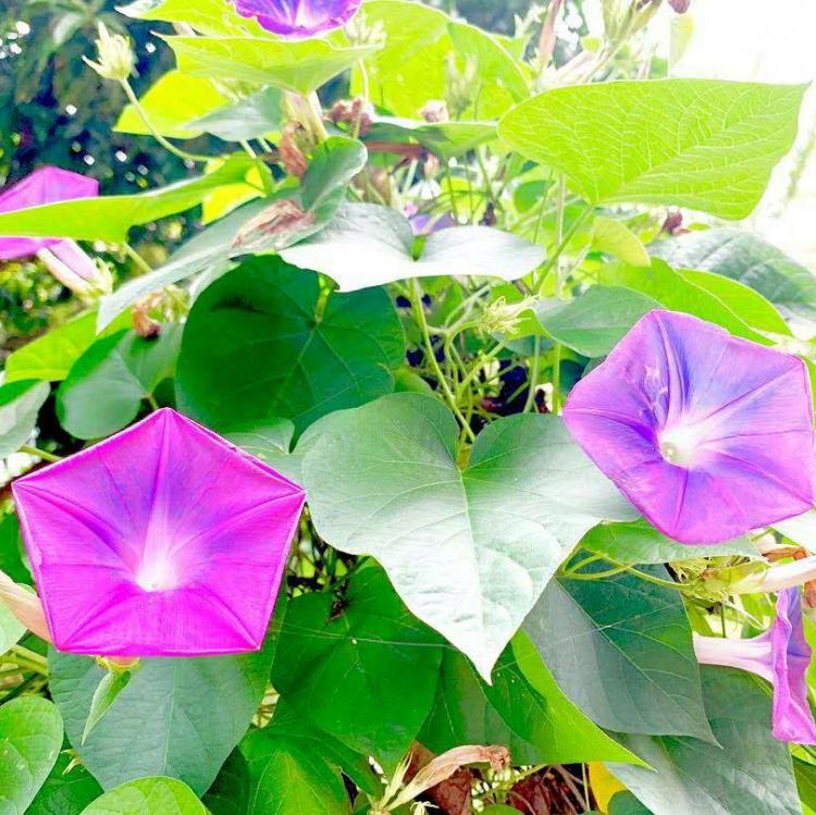 牵牛花小苗 牵牛花价格  牵牛花种植基地