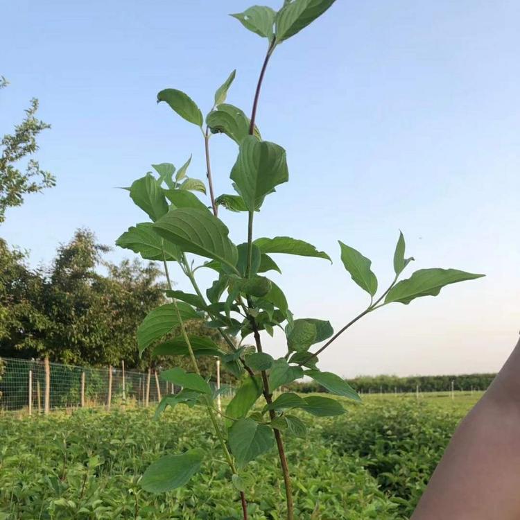 红瑞木   优质红瑞木  潍坊青州市晶伟园林绿化