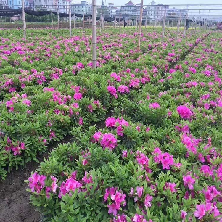 毛娟花 青州毛娟基地批发毛娟苗