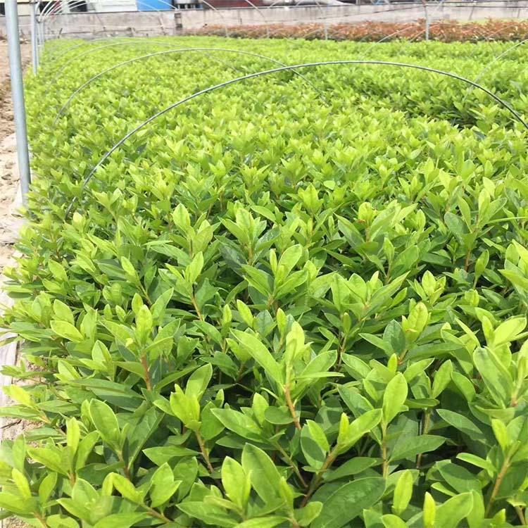 大量批发毛娟 毛娟种植基地 青州花卉批发